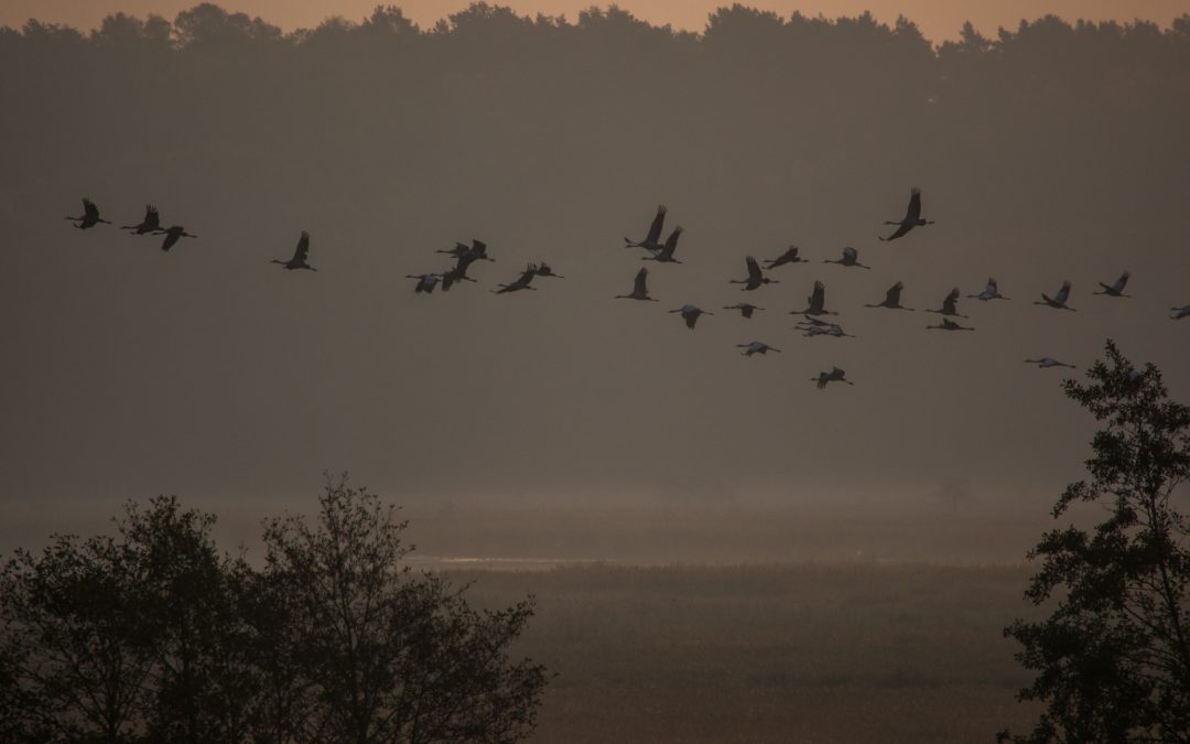 Das Moor trompetet