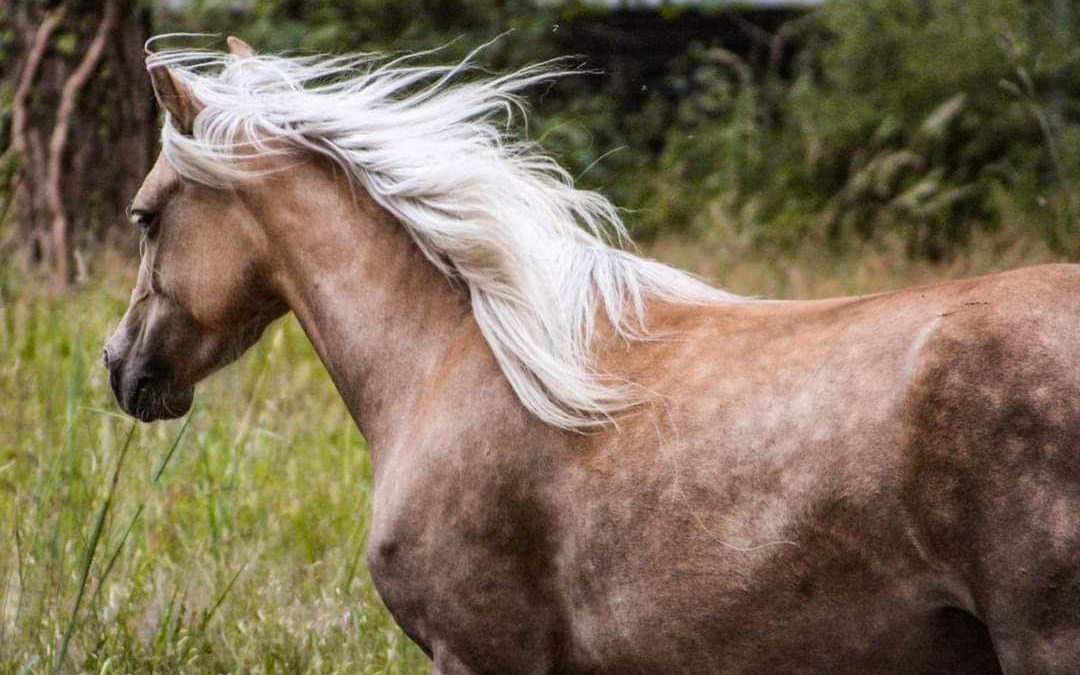 PferdeNatur – Erlebnis- und Reittherapie