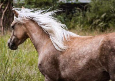 PferdeNatur – Erlebnis- und Reittherapie