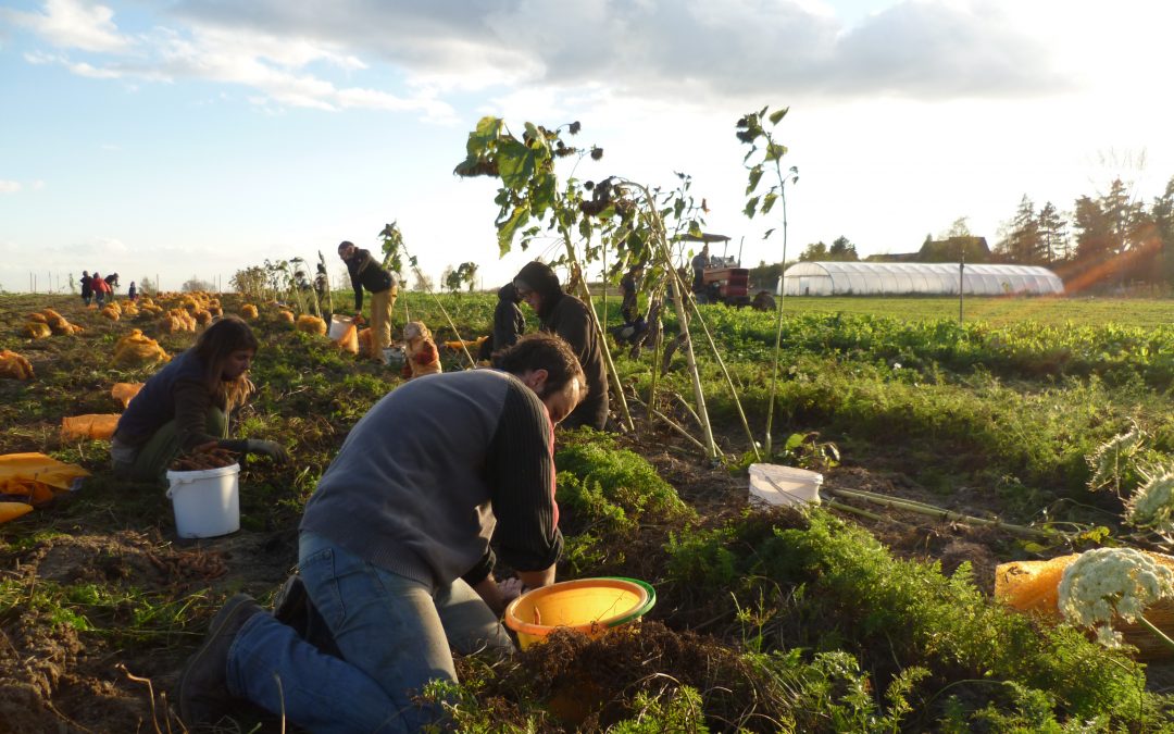 Modelle des Auskommens: Kibbuz (Hachschara) und Solidarische Landwirtschaft (SoLawi)