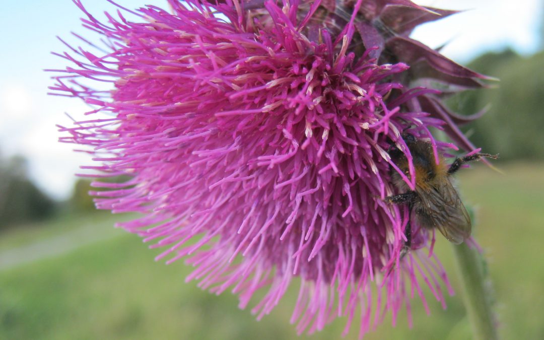 Sinnvoll und gewaltfrei verständigen