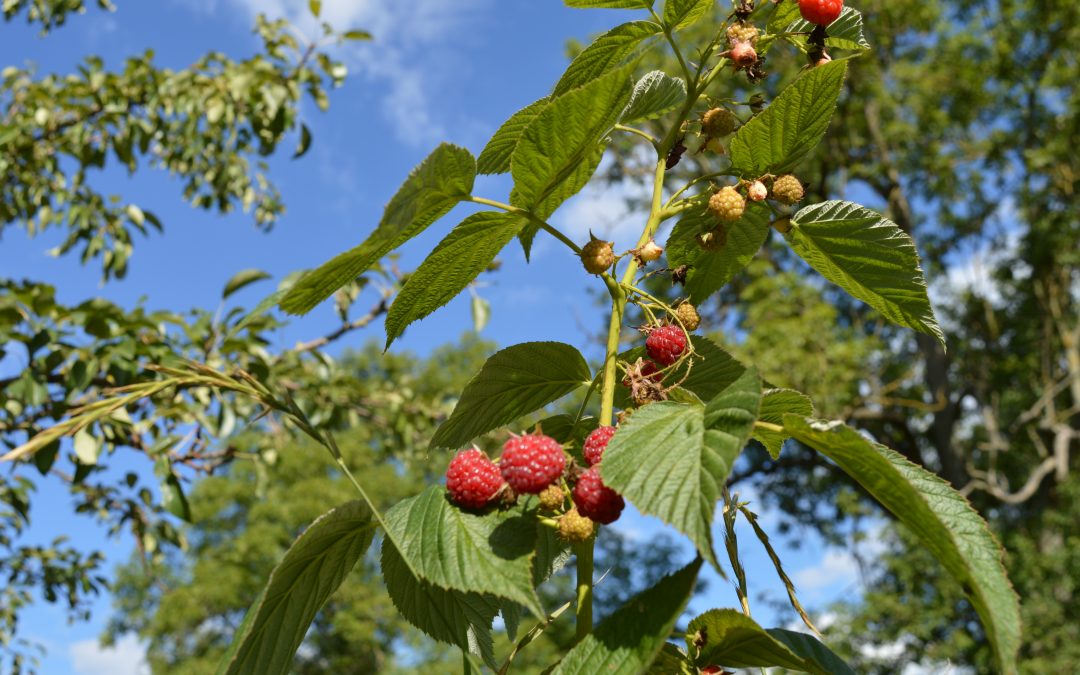 gewaltfrei mit mir selbst