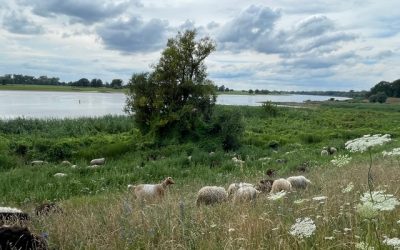 Offene Wollwerkstatt