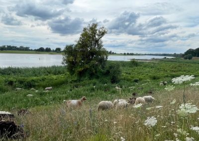 Offene Wollwerkstatt