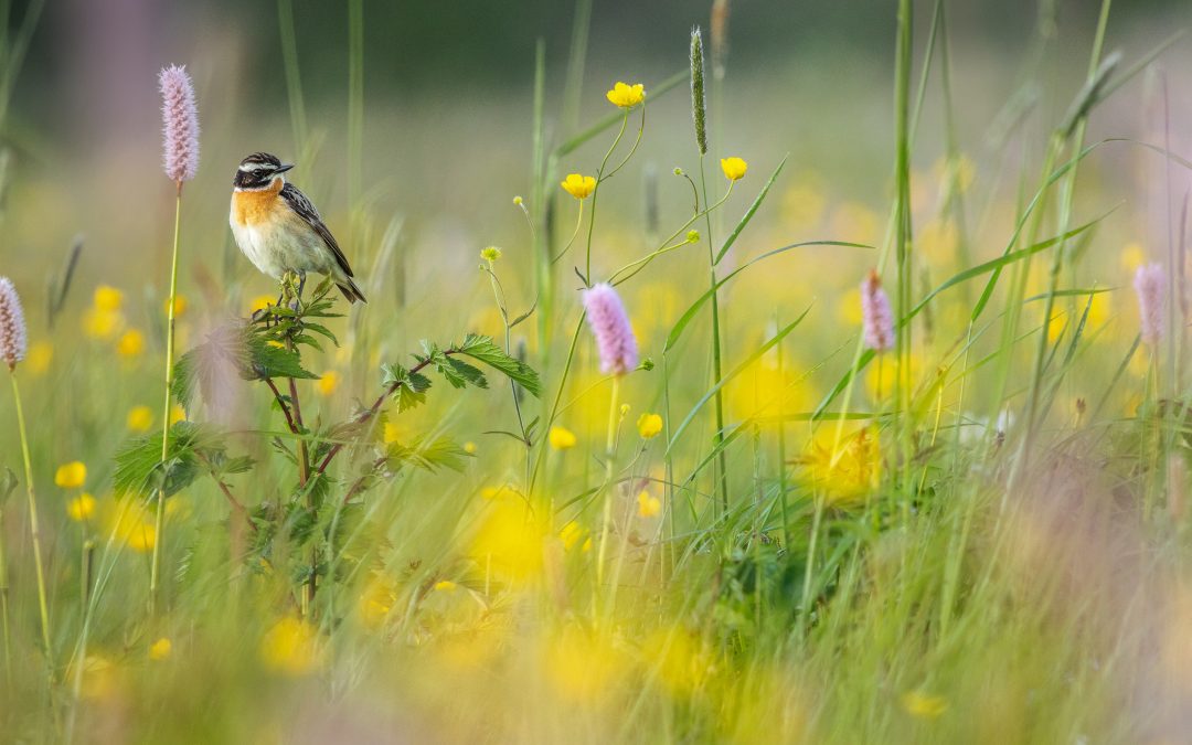 Filmvorführung: „Wie geht Natur?!“